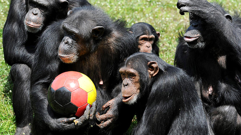 Ученые: у шимпанзе есть чувство справедливости