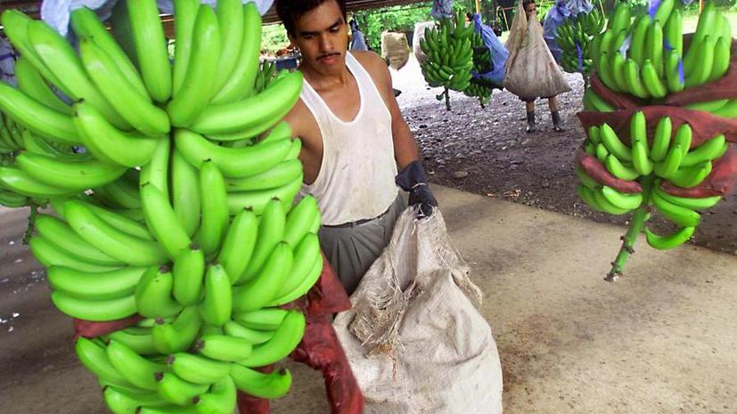 Бананы могут подорожать из-за грибка, который губит их урожай