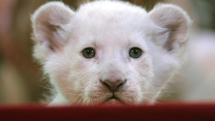 Полиция Таиланда изъяла у миллионера 14 белых львов