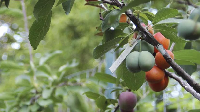 Американский профессор создал дерево, на котором растёт 40 видов фруктов