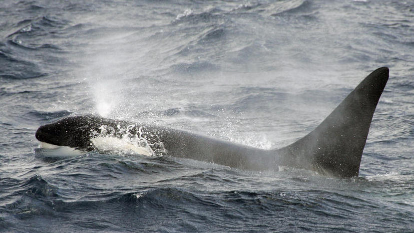 У берегов Новой Зеландии найден невиданный кит-убийца