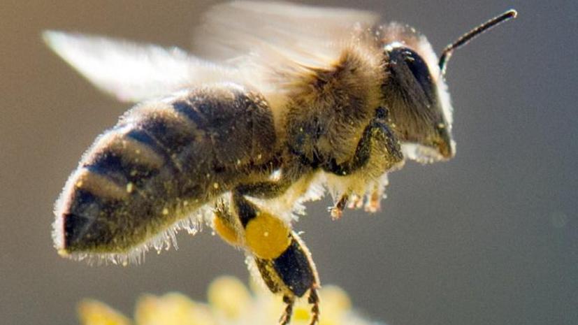 Хорватские учёные вывели пчёл-сапёров