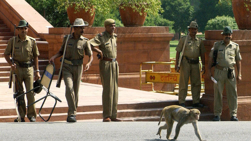 Охранники в костюмах обезьян будут защищать парламент Индии от макак