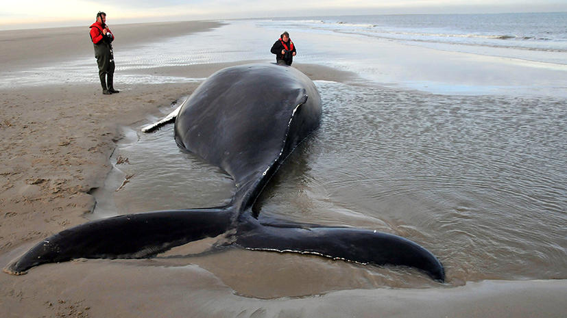 У Новой Зеландии выбросило на берег «ископаемого кита»