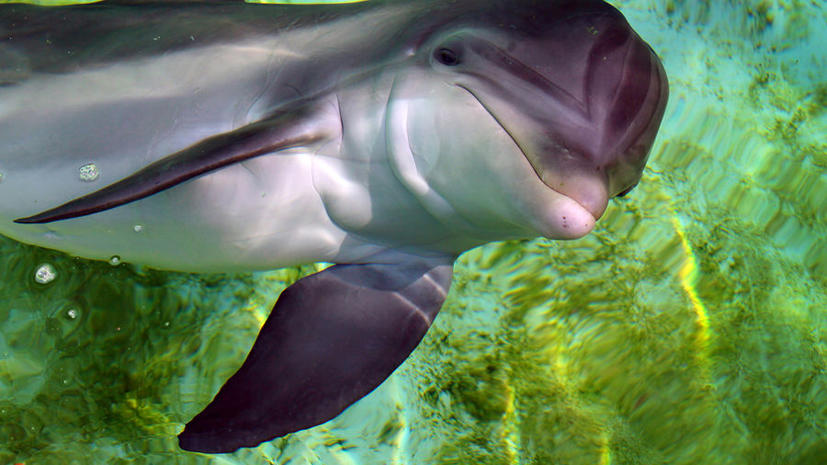 Ученые: Дельфины своих не бросают
