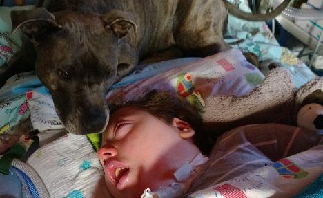 У немецкого мальчика, находящегося в коме, чиновники могут отнять собаку