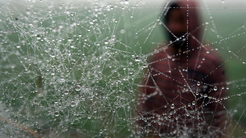 В Бразилии идут дожди из пауков