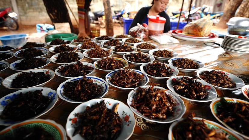 ООН предлагает включить насекомых в рацион людей по всему миру для победы над голодом