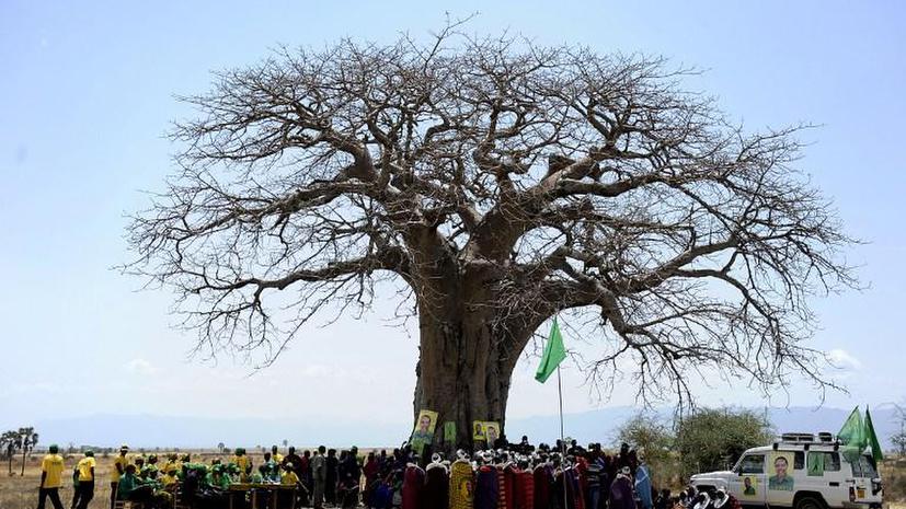31 человек погиб в результате падения дерева в Нигерии