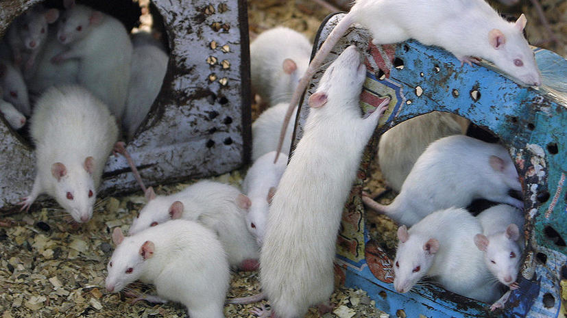 Нейробиологи научились отключать чувство холода у мышей