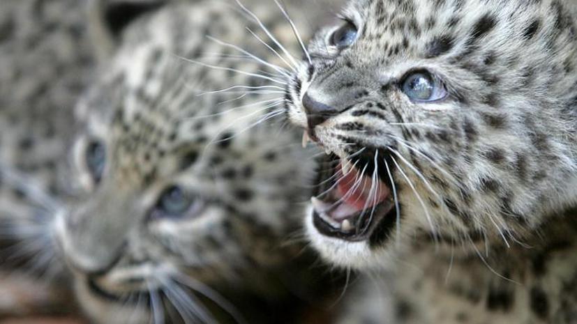 В Сочинском нацпарке появилось первое потомство переднеазиатских леопардов